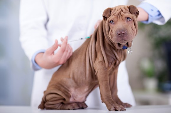 Parvovirus y su vacuna en perro