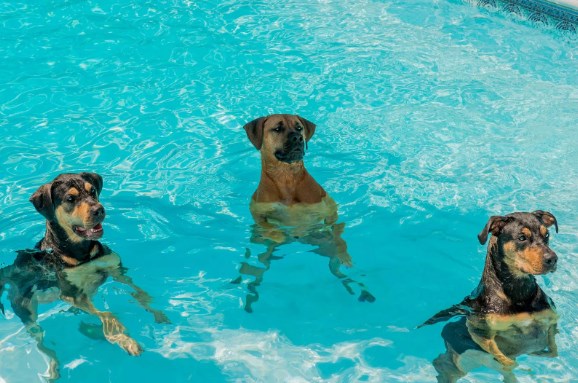natación canina 