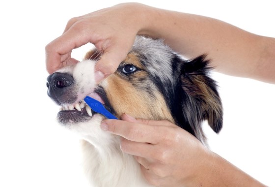 Cepillo de dientes para perros