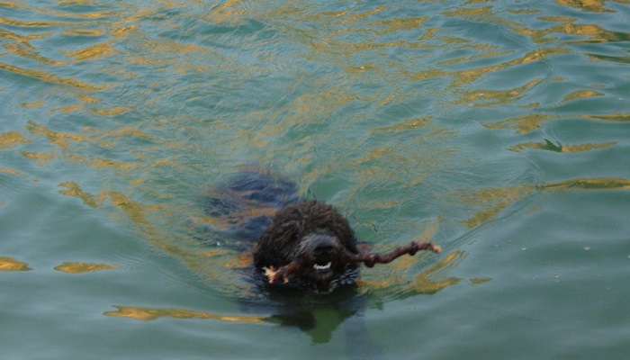 Perro Ovejero nadando
