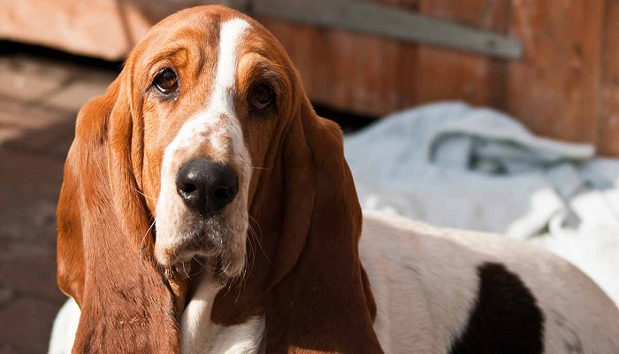 perro Basset hound