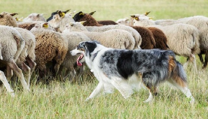 Perros ideales para pastoreo