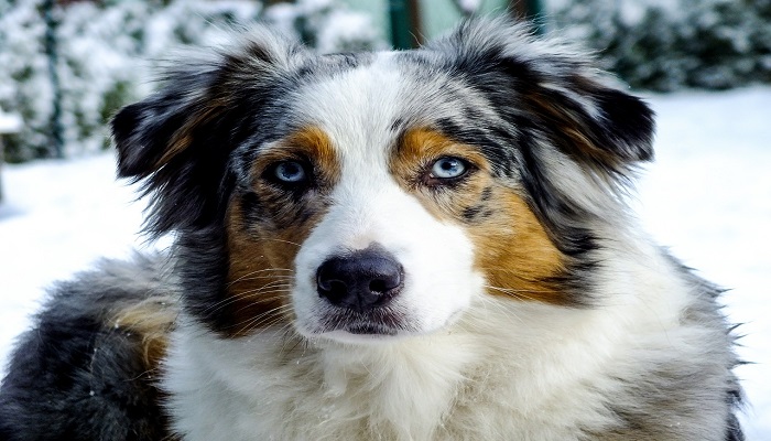 perros con ojos azules más llamativo