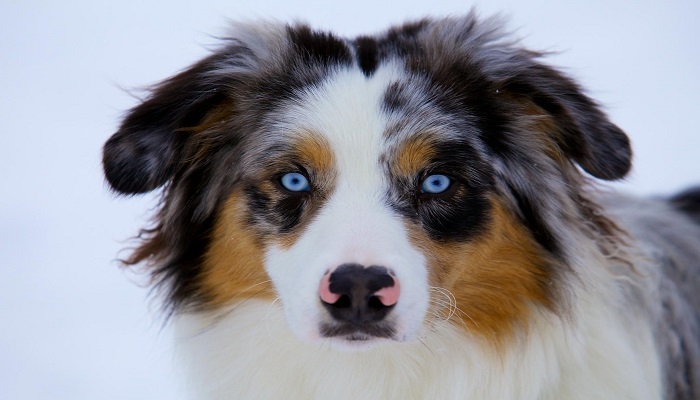 perros-con-ojos-azules-4