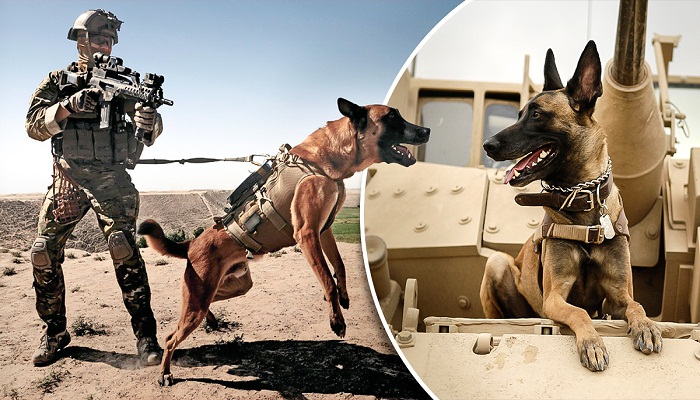 Razas de perros usados en la guerra