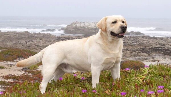 hermoso Labrador Retriever blanco