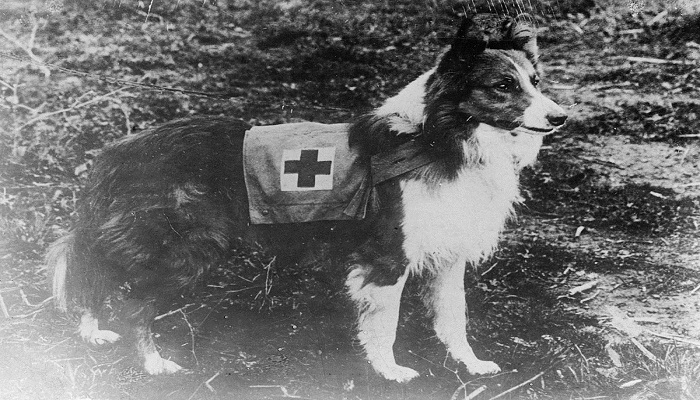 Border collie el primer perro de rastreo de la cruz roja internacional