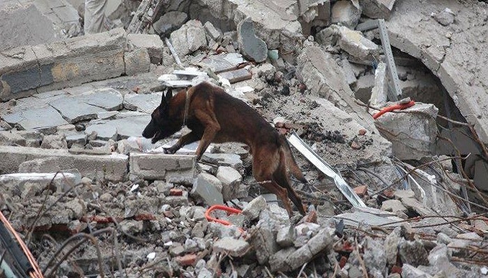 Perro en desastre urbano