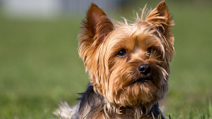 cría de la raza de perros yorkshire Terrier