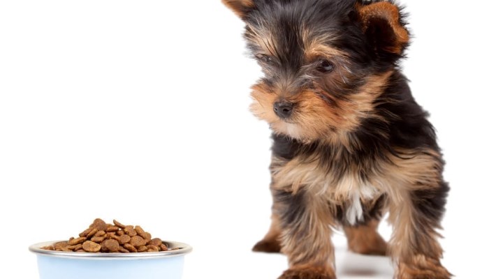 cómo alimentar a tu perro pequeño