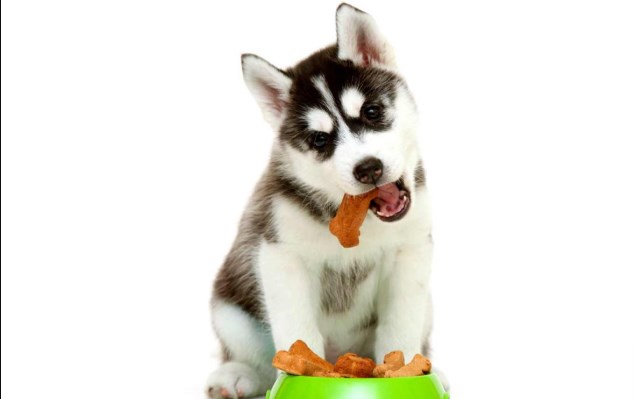 Los cachorros comen más veces al día que los adultos