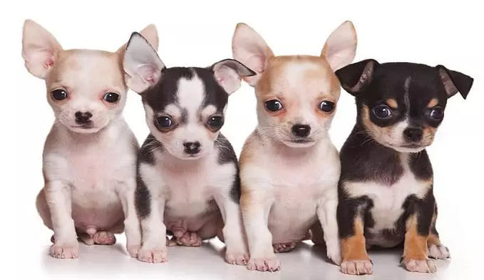Salud del Perro Chihuahua