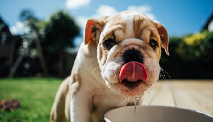 los perros suelen perder grandes cantidades de líquidos y minerales