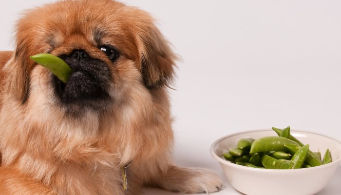 perro cachorro comiendo en su plato