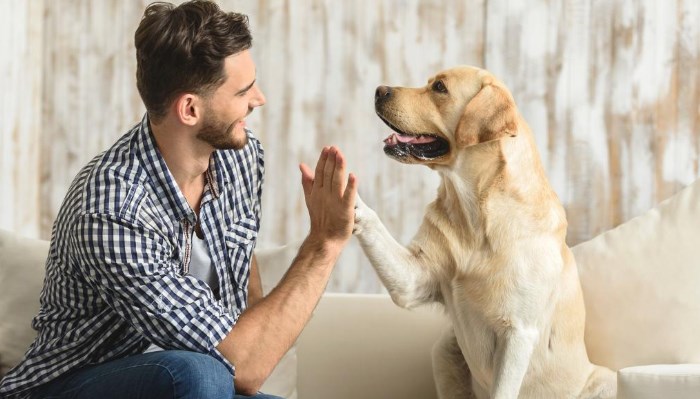 tratamientos y Medicamentos para la artrosis en perros