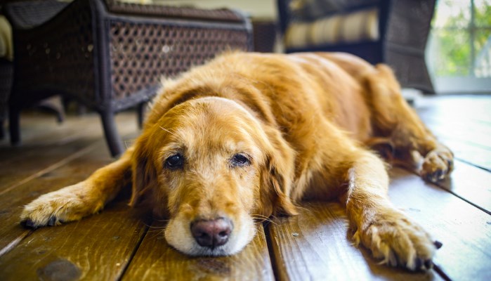 Causas que influyen en la artrosis en perros