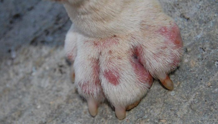 Heridas de Garrapatas en Perros