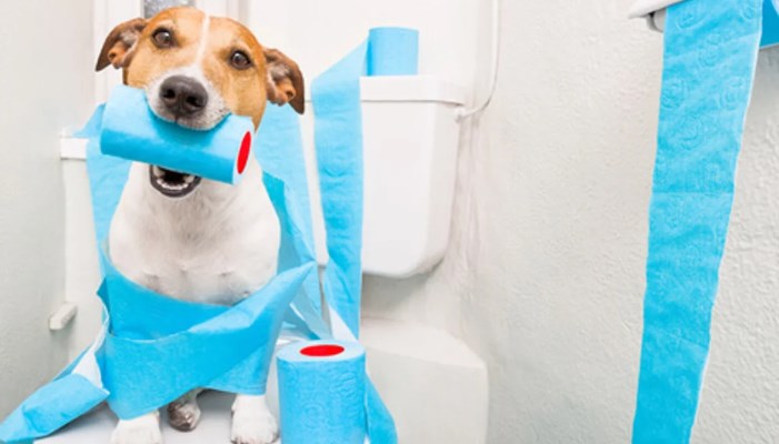 cómo curar diarrea en perros
